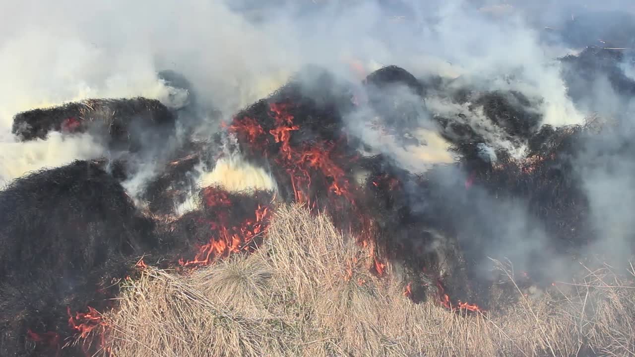 건조한 노란 잔디