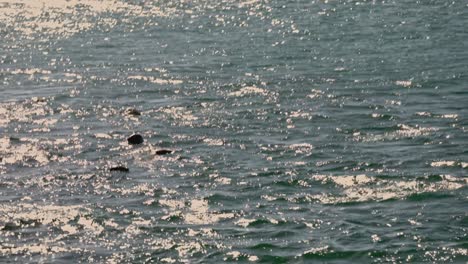 Hand-held-shot-of-a-large-colony-of-grey-seals-off-the-coast-of-the-Treshnish-Isles