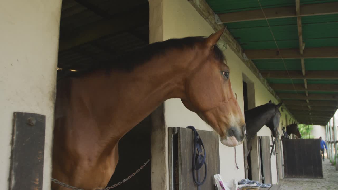 View of Dressage horses looking through their stables