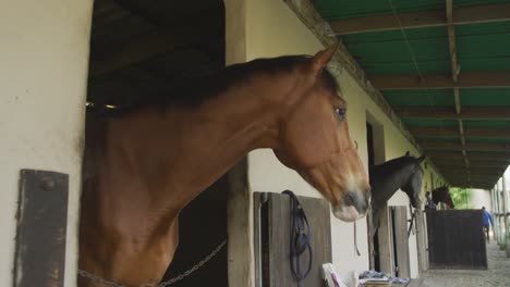 View-of-Dressage-horses-looking-through-their-stables