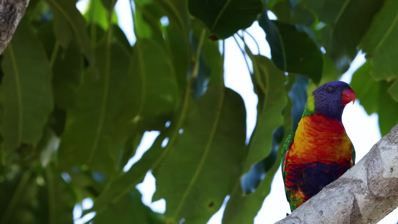 A colorful lorikeet perched on a branch, surrounded by dense green foliage.