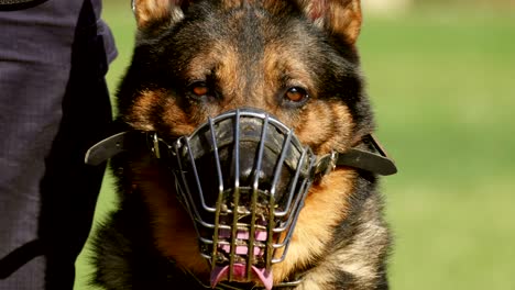 gendarmerie dog portrait