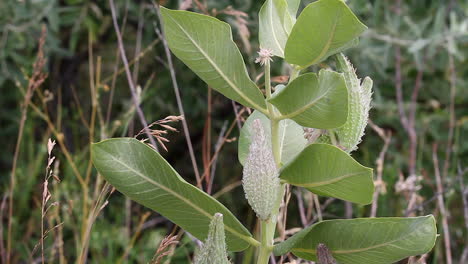 planta de milkweed de pradera con tres grandes vainas de semillas puntiagudas en el tallo verde