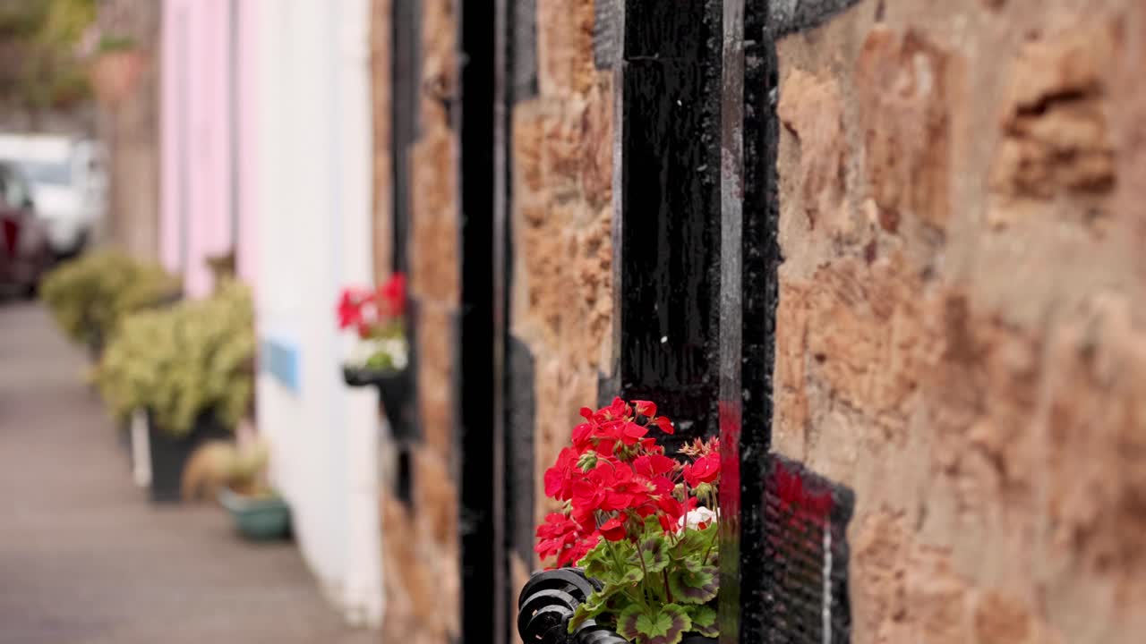 geranios rojos en una pared de piedra en crail