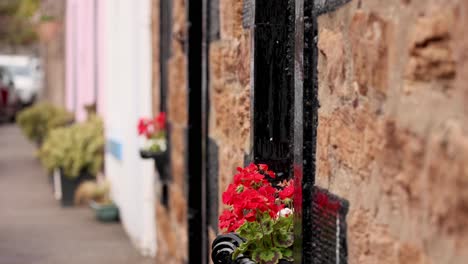 geranios rojos en una pared de piedra en crail