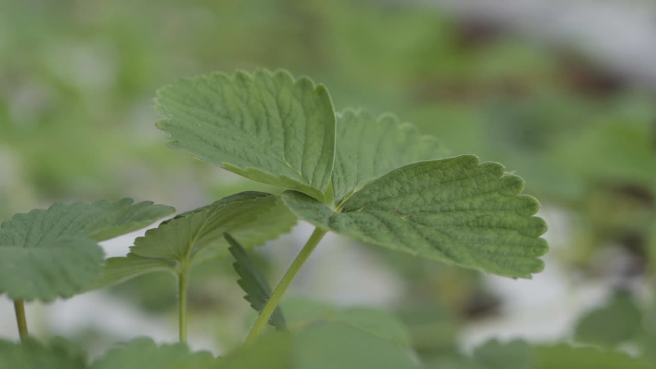 hojas de fresa moviéndose suavemente con el viento que pasa