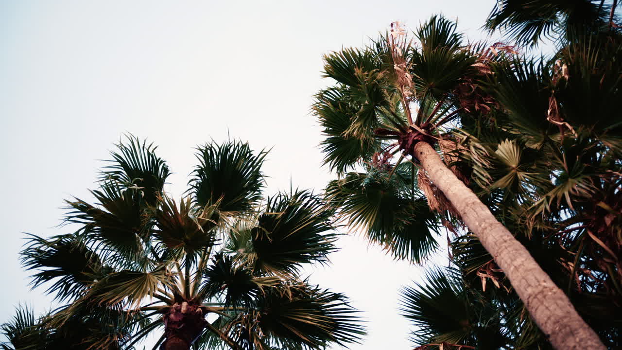 A line of tall palm trees captured at sunset with warm light illuminating the fronds