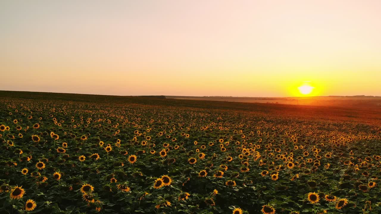 campo de girasoles en un día de niebla. girasoles florecientes prado en la niebla. paisaje de verano. agricultura y fondo de la granja. concepto de campo