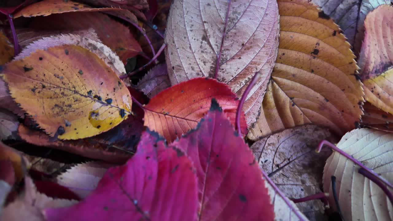 Red and orange autumn leaves forming a colorful natural carpet