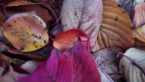 red and orange autumn leaves forming a colorful natural carpet