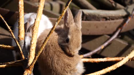 close up shot of cute brown bunnies cleaning and washing herself outdoors in nature during sunlight