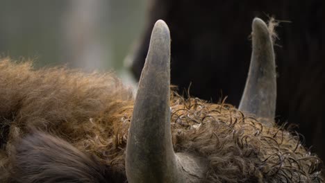 gros plan extrême des cornes angulaires d'un bison européen avec une fourrure de manteau brun doré humide