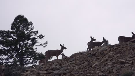 Junge-Weibliche-Maultierhirsche-Grasen-Auf-Einem-Hügel-In-Den-östlichen-Sierra-Nevada-Bergen