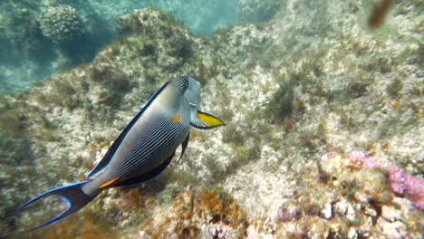 Flora-And-Fauna-Of-The-Red-Sea