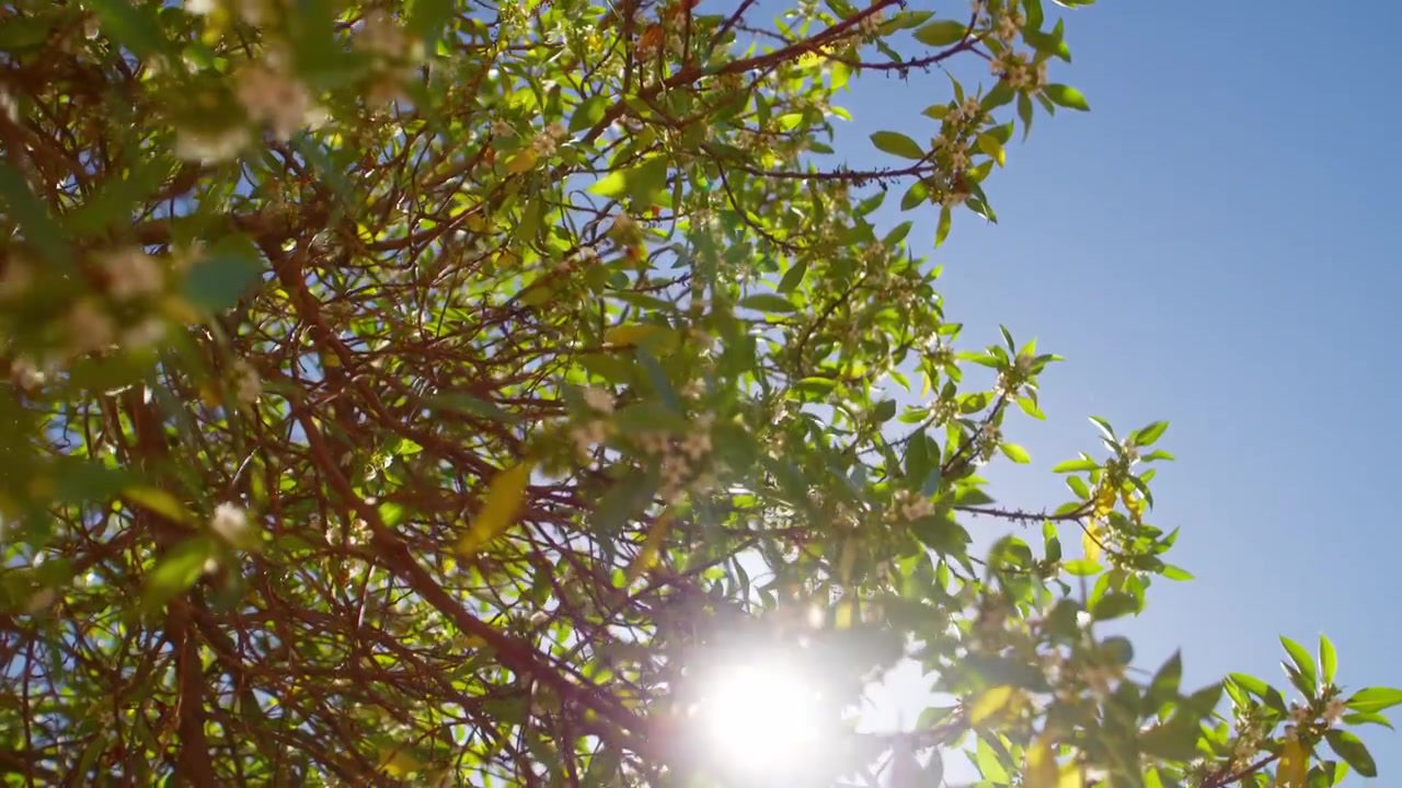 La luz del sol se filtra a través de las ramas frondosas de un árbol contra un cielo azul claro.