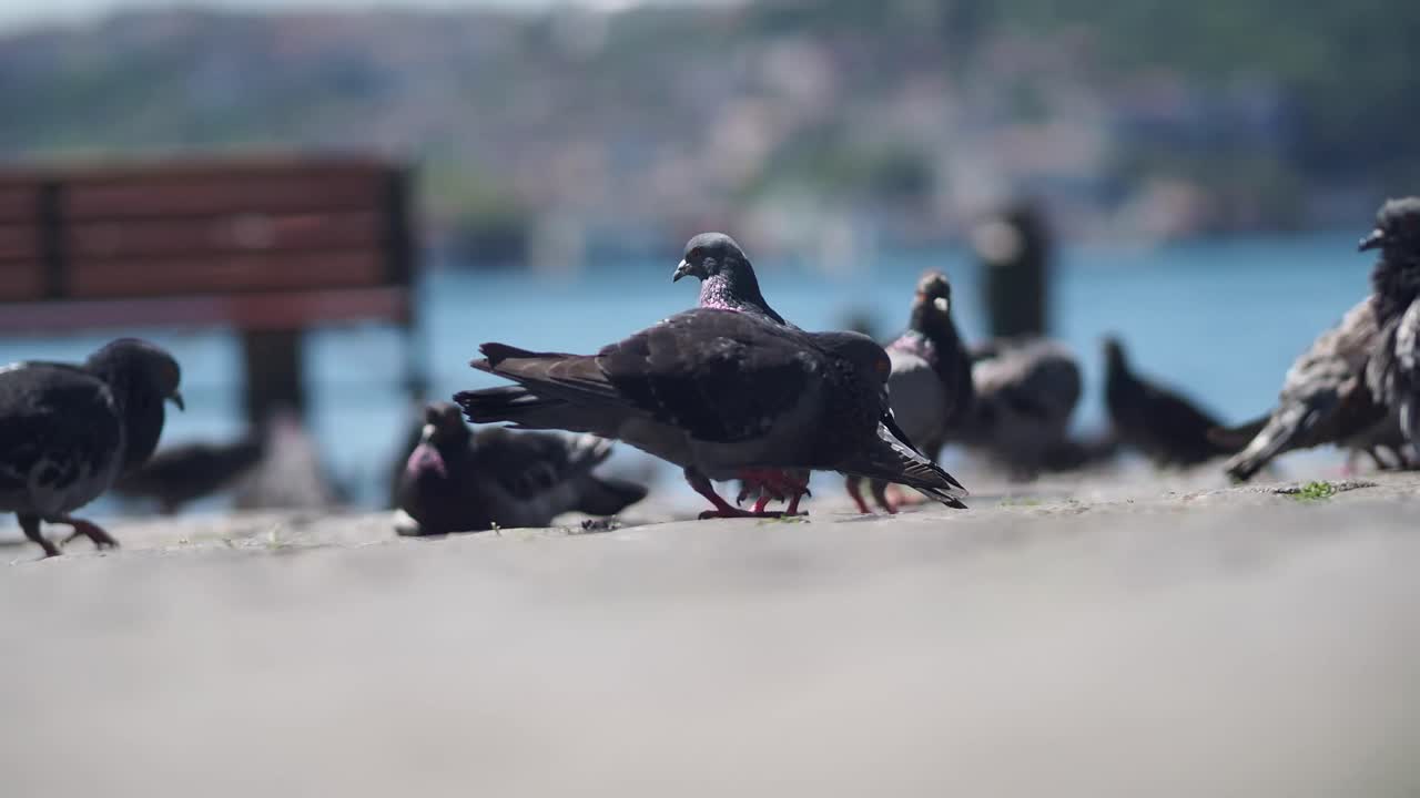 Pigeons at the waterfront
