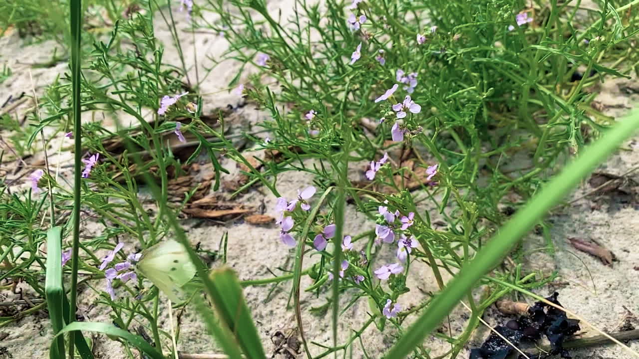 mariposa de azufre volando de flor en flor