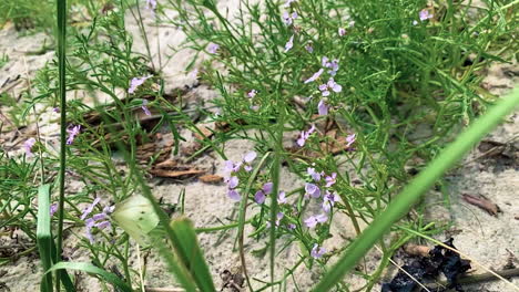 Mariposa-De-Azufre-Volando-De-Flor-En-Flor