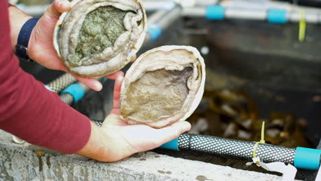 man on aquafarm turns over two abalones outside tank to show fleshy meat side