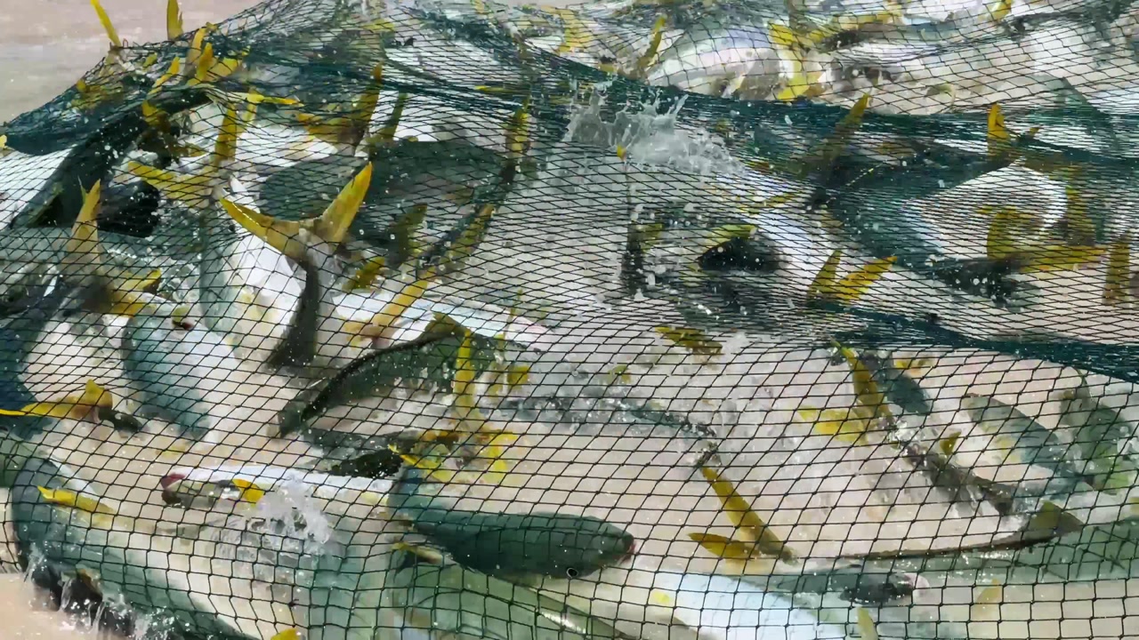 Yellowtail caught in a trek net