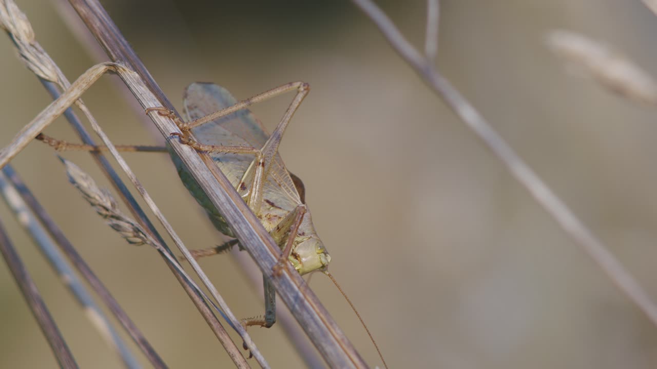 잔디 줄기에 지저귀는 늦가을 저녁 빛의 덤불 귀뚜라미