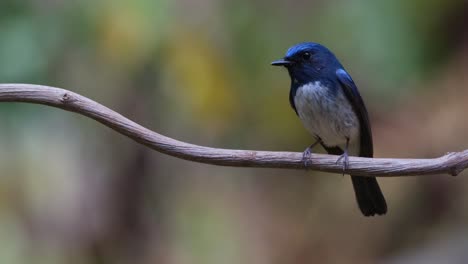 Die-Kamera-Zoomt-Heraus-Und-Zeigt-Diesen-Vogel,-Der-Auf-Einer-Rebe-Sitzt-Und-Dabei-Nach-Links-Gleitet,-Hainan-Blauschnäpper-Cyornis-Hainanus,-Thailand