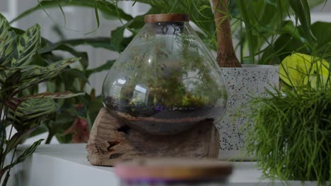 botanical workshop with the tiny self-sufficient ecosystem in the glass terrarium fast panorama right