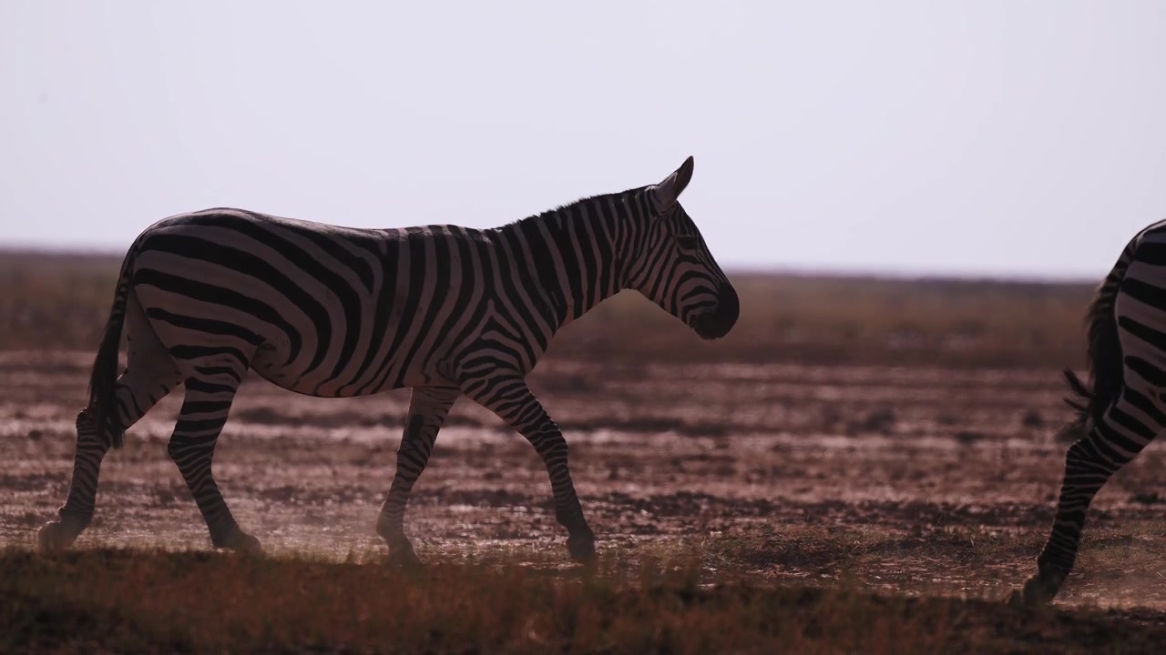 Zebra in movimento lento cinematografico che attraversa il letto asciutto del Lago Amboseli con polvere, in condizioni di siccità e stagione secca polverosa, durante un safari faunistico africano con animali in Kenya, Africa