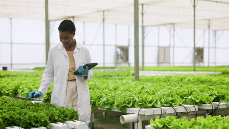 Plants,-tablet-and-woman-scientist-in-greenhouse