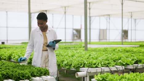 plantas, tableta y mujer científica en el invernadero