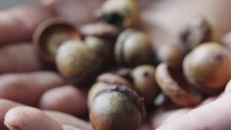 Close-Up-View-Of-Acorns-Held-In-Palm-Of-Hands