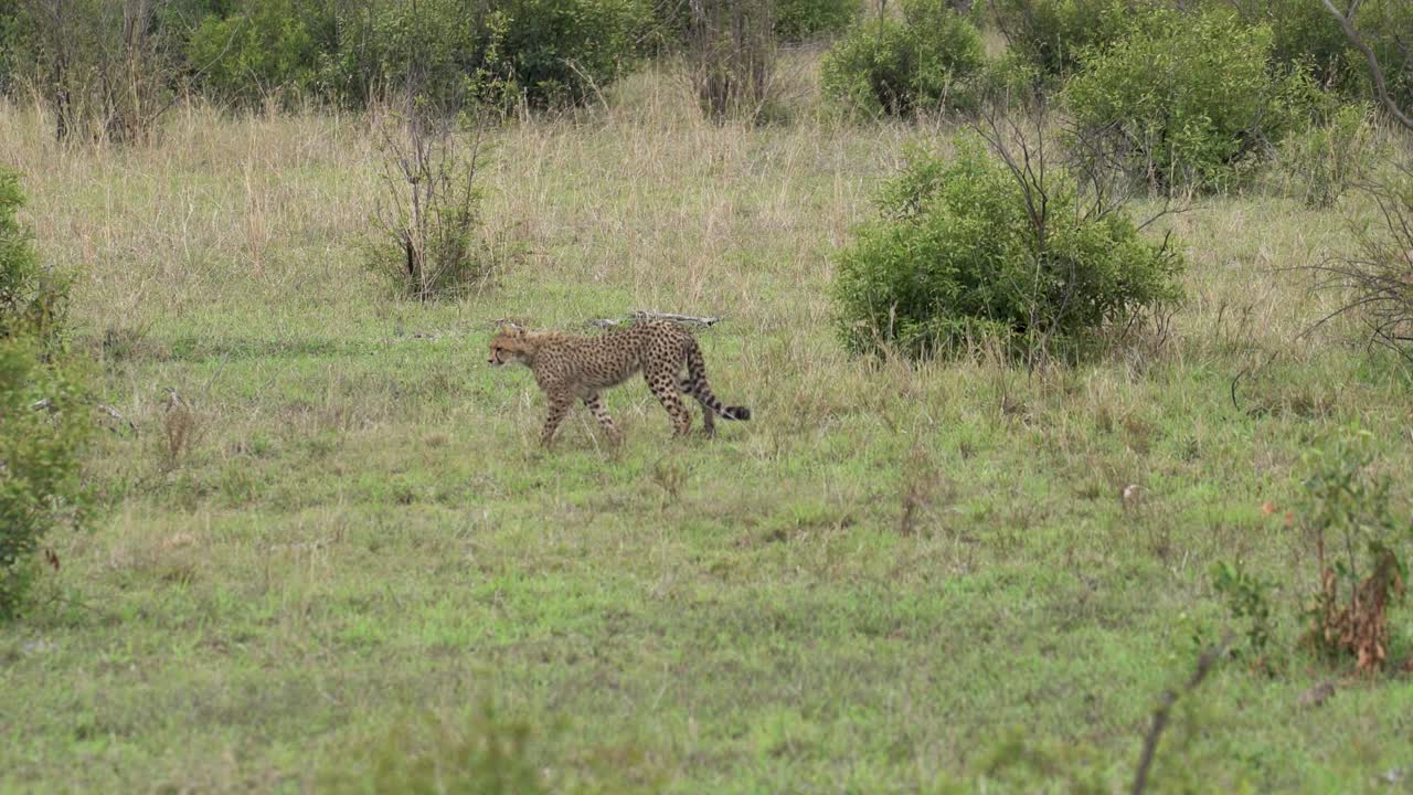 una sola hembra de guepardo se pasea tranquilamente por un prado abierto, el parque nacional kruger, acinonyx jubatus jubatus