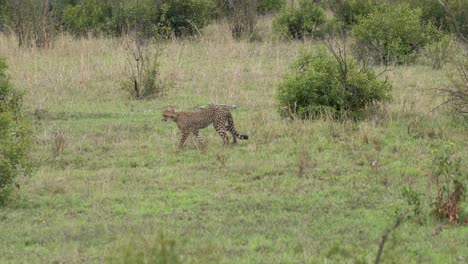una sola hembra de guepardo se pasea tranquilamente por un prado abierto, el parque nacional kruger, acinonyx jubatus jubatus