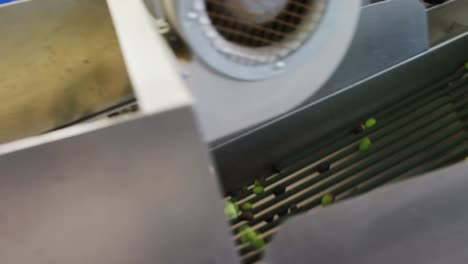 worker putting harvested olive in machine 4k