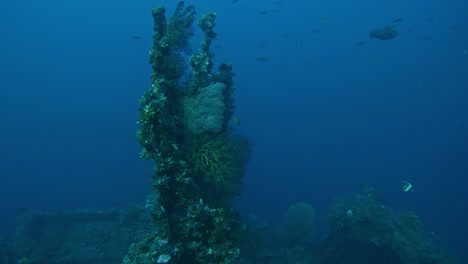 panoramic shot coral reef structure with elkhorn staghorn coral, sea anemones, alcyonacea wide shot, deep blue sea in background