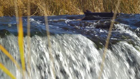 venta river rapid close up, the widest waterfall in europe in sunny autumn day, located in kuldiga city, latvia