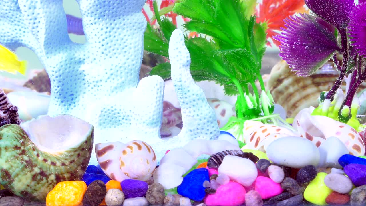 다채로운 수족관에서 물 에 있는 물고기