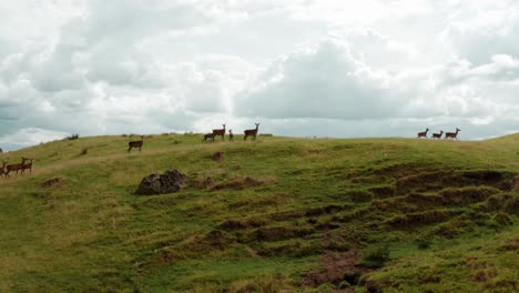 group of deer running on hillside with bright cloudy sky in background