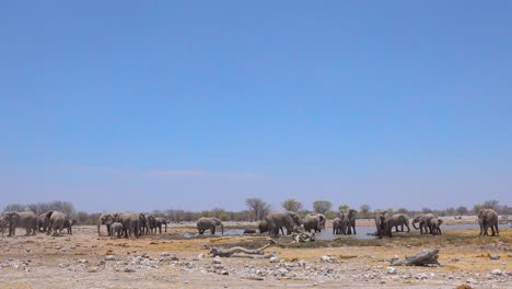 un gran grupo de elefantes africanos se bañan y chapotean juguetonamente en un abrevadero en el parque nacional de etosha namibia áfrica