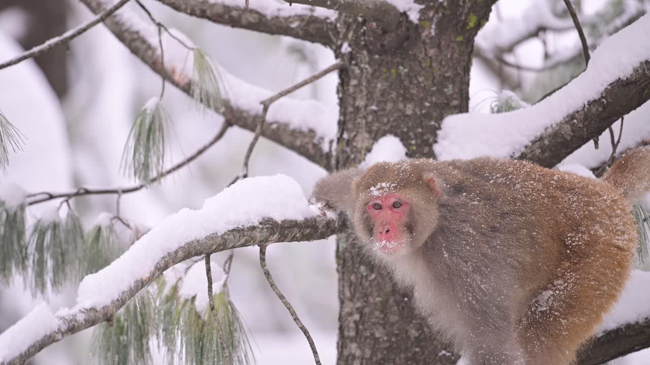 Macaco-rhesus durante nevasca.