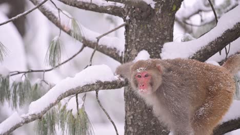 Rhesus-macaque-monkey--in-Snow-Fall