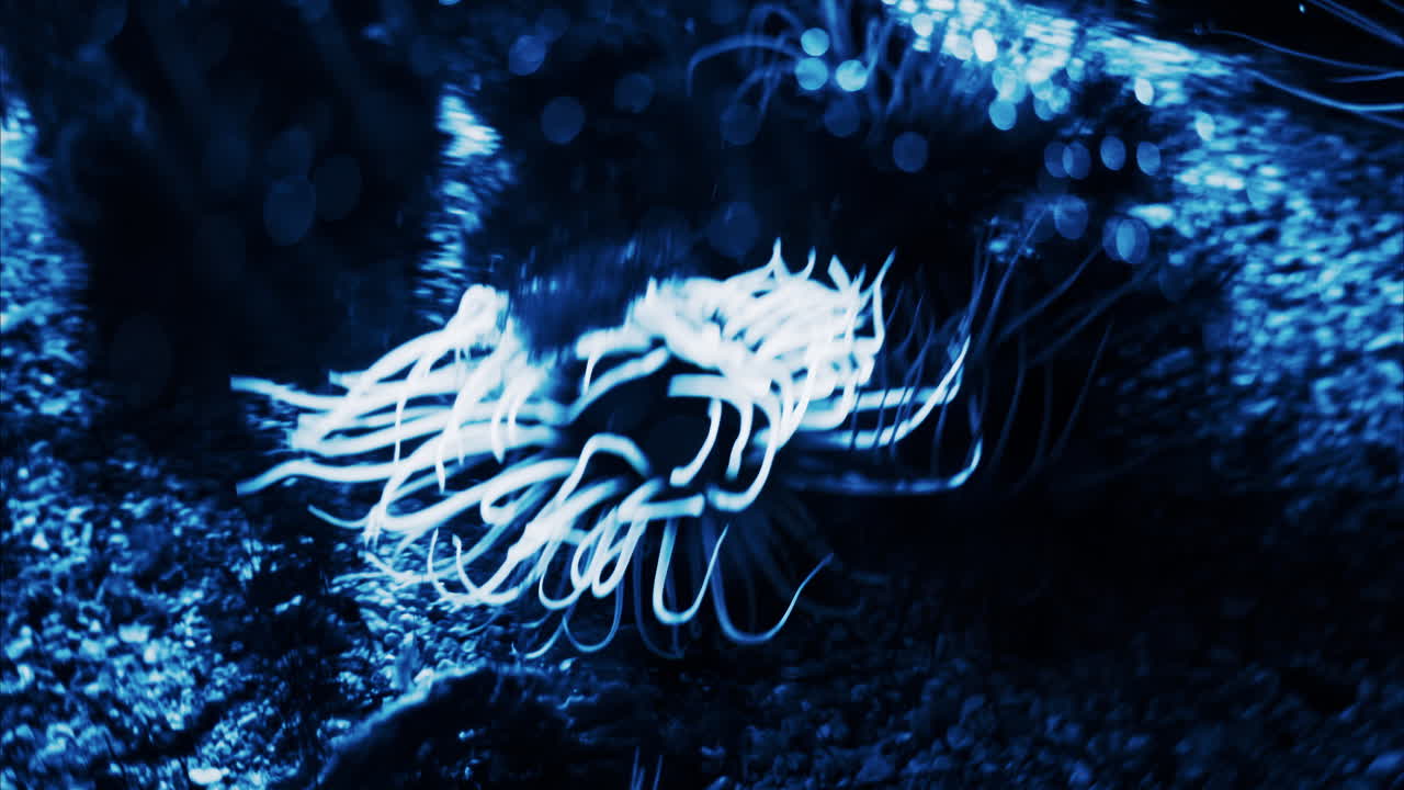 Close up of Sea anemones glowing in the dark