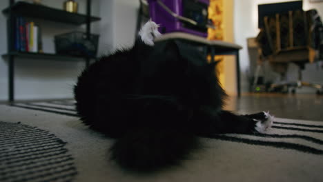 black rag doll house cat grooming itself in living room of home