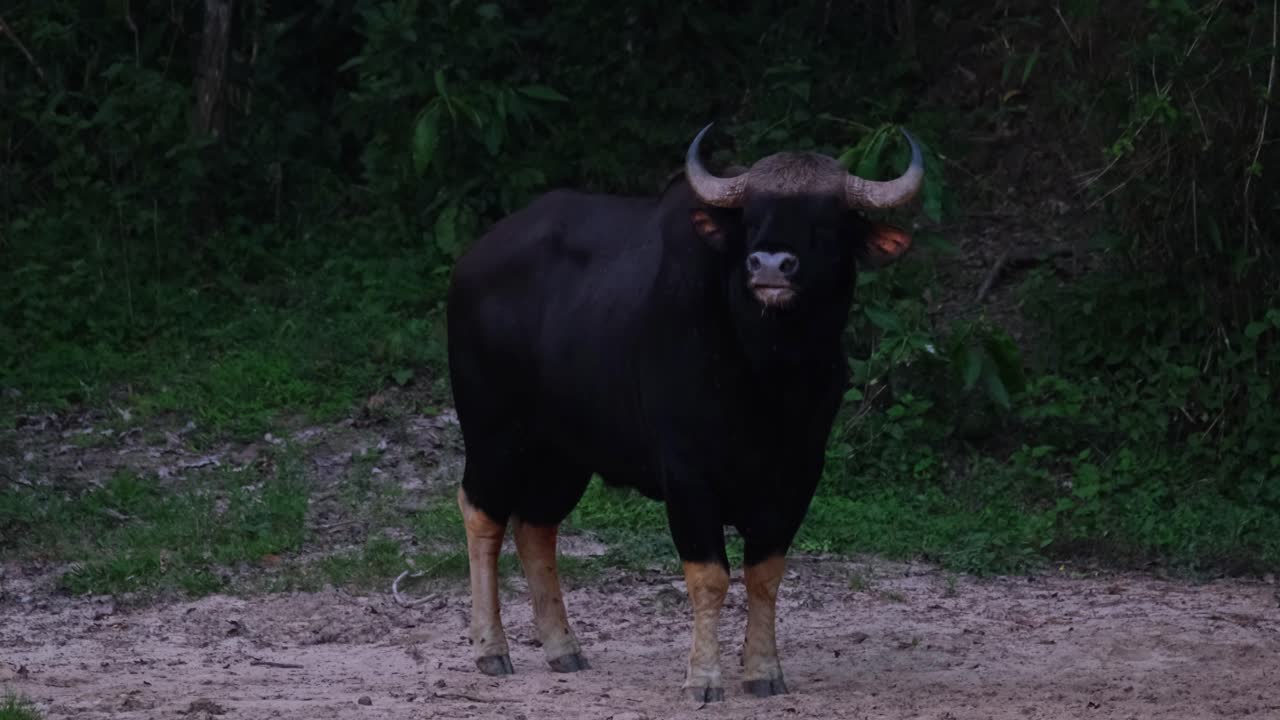 moviendo la cola hacia la cámara mientras se aleja en lo profundo del bosque, el bisonte indio bos gaurus, tailandia