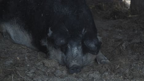 cerdo mangulica en una granja rural descansa en el barro