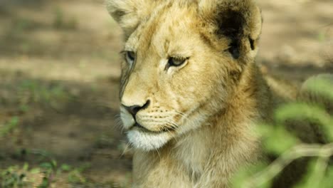 lioness-face-as-she-is-laying-down-observing-her-surroundings