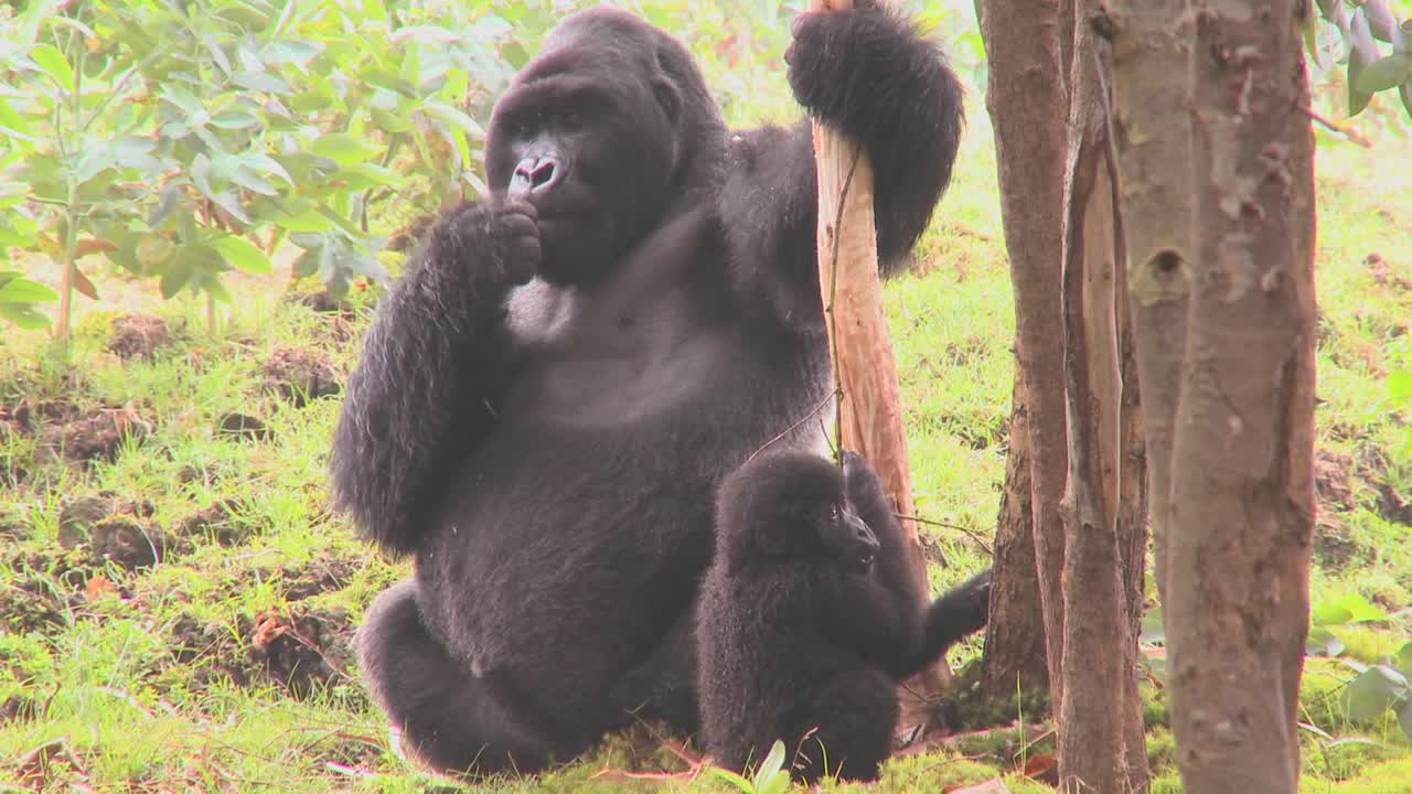 Bjerggorillaer bliver påvirket efter at have spist saften fra eukalyptustræer i Rwanda 5.