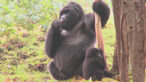 los gorilas de montaña se drogan después de comer la savia de los árboles de eucalipto en ruanda 5
