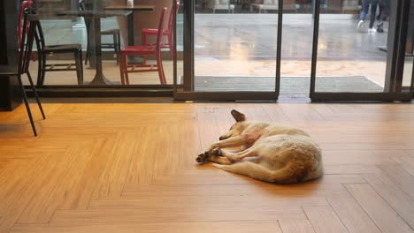 dog sleeping on restaurant floor