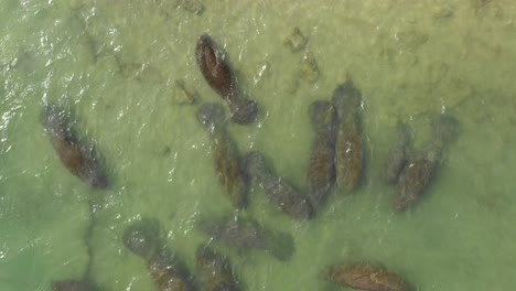 manatees-in-warm-shallow-water-closeup-overhead-aerial